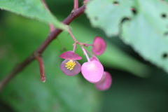 Begonia malabarica